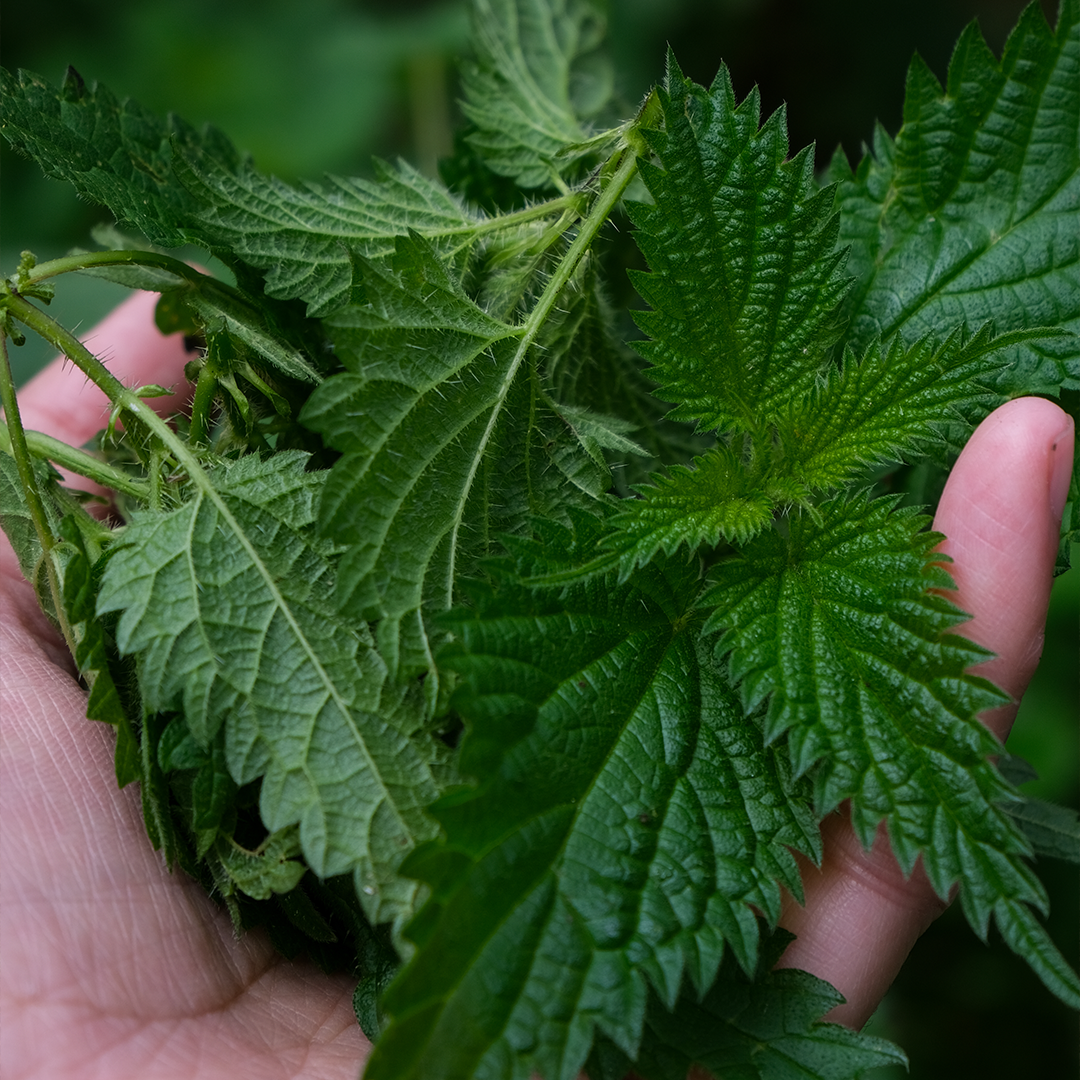 Nettles: The Superfood Hiding in Plain Sight - Retreat Wild